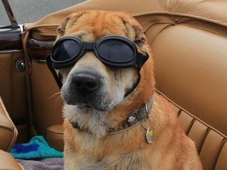 Wichert_HeikoWesslingHundemesse04.10.17